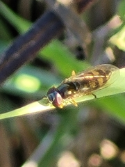 Melanostoma mellinum