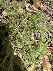 Galium andrewsii