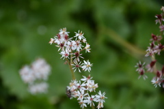 Micranthes nelsoniana