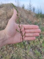 Artemisia scoparia