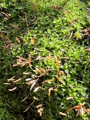 Syntrichia ruralis