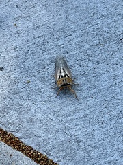 Megatibicen dealbatus