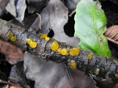 Dacrymyces