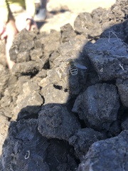 Eristalis stipator