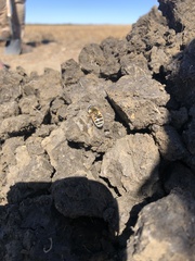Eristalis stipator