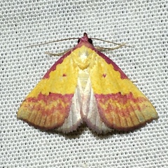 Phytometra rhodarialis