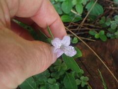 Ruellia