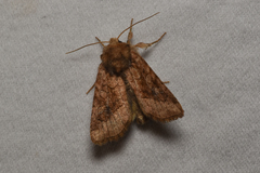 Lacinipolia