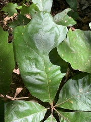 Quercus marilandica