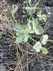 Euphorbia lurida