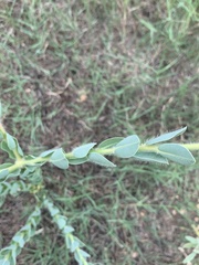 Euphorbia marginata