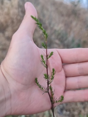 Artemisia scoparia
