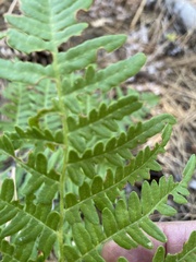 Pteridium aquilinum pubescens