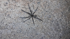 Lycosidae