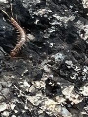 Lithobiomorpha