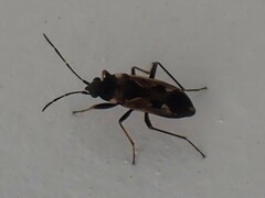 Rhyparochromus