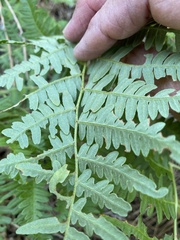 Pteridium aquilinum pubescens
