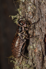 Cyphoderris monstrosa