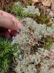 Cladonia arbuscula