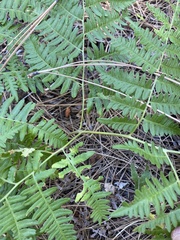Pteridium aquilinum pubescens