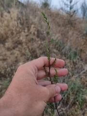 Artemisia scoparia