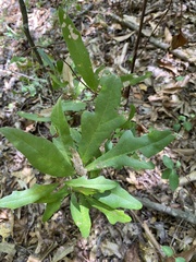Quercus nigra