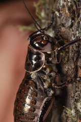 Cyphoderris monstrosa