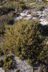 Diastella divaricata divaricata