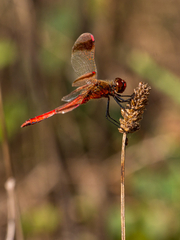 Sympetrum pedemontanum
