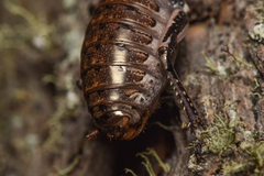 Cyphoderris monstrosa