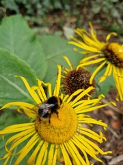 Bombus lucorum
