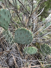 Opuntia phaeacantha