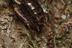 Cyphoderris monstrosa