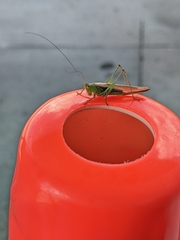 Conocephalus strictus