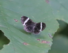 Trichodezia albovittata