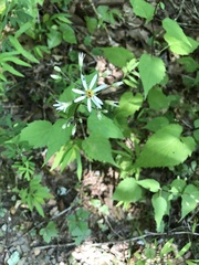 Eurybia divaricata