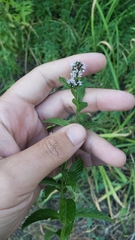 Mentha spicata