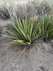 Yucca schidigera