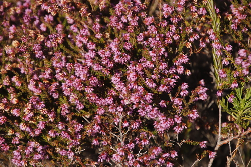 Image of Smooth Heath (Erica glabella) by (c) Tony Rebelo, some rights reserved (CC BY-SA)