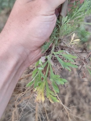 Artemisia scoparia