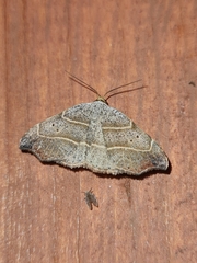 Laspeyria flexula