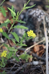 Sisymbrium loeselii