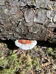 Fomitopsis pinicola