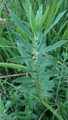 Mentha arvensis
