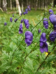 Aconitum napellus