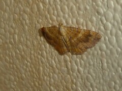 Camptogramma bilineata