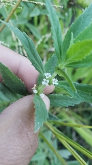Mentha arvensis