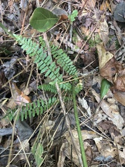 Asplenium platyneuron
