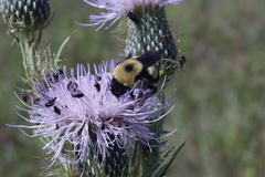 Bombus affinis