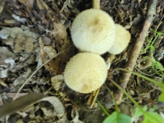 Lycoperdon perlatum